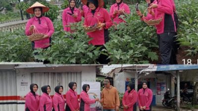 Manfaatkan Lahan Kosong Polsek Kalianda Panen Terong Dibagikan Gratis Untuk Masyarakat