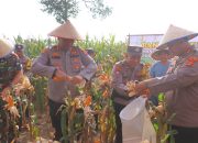 Dukung Ketahanan Pangan Nasional, Polresta Bandar Lampung Panen Jagung