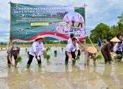 Bupati Lampung Selatan Ikuti Gerakan Tanam Padi Serentak, Wujudkan Ketahanan Pangan