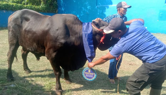 Wali Kota Eva Dwiana Salurkan 93 Hewan Kurban