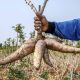 Permintaan Tapioka Dunia Anjlok, Tren Harga Singkong Nasional Akan Terus Turun, Petani Diminta Bersiap