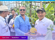 Wabup Syaiful Anwar Puji Keberhasilan Panen Melon Golden di Tanjung Bintang