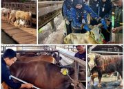 Permintaan Kurban Meningkat, Penjualan Sapi Lampung Naik 40 Persen dan Domba 121 Persen