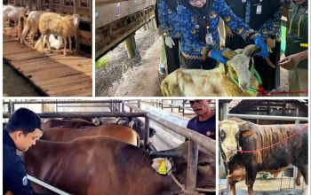 Permintaan Kurban Meningkat, Penjualan Sapi Lampung Naik 40 Persen dan Domba 121 Persen
