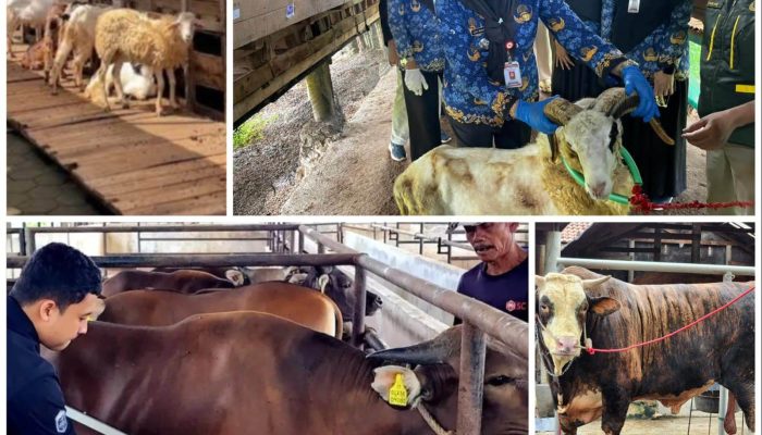 Permintaan Kurban Meningkat, Penjualan Sapi Lampung Naik 40 Persen dan Domba 121 Persen