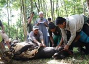 Unila Bagikan 3.446 Kupon Daging Kurban Iduladha 1447 H