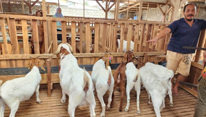 Antusiasme Berkurban Meningkat, Pemotongan Sapi di Lampung Tembus 24.986 Ekor