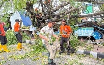 Waspada Pohon Tumbang, Pemkot Bergerak Sebelum Musibah Terjadi