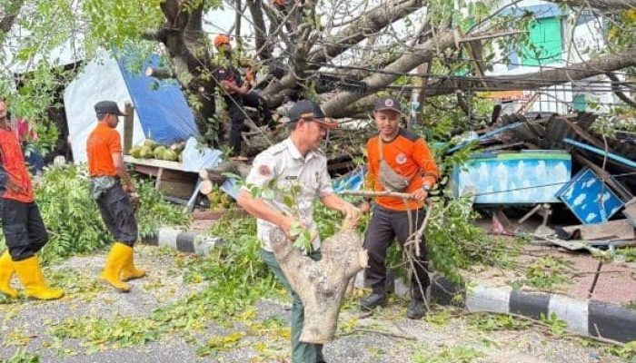 Waspada Pohon Tumbang, Pemkot Bergerak Sebelum Musibah Terjadi